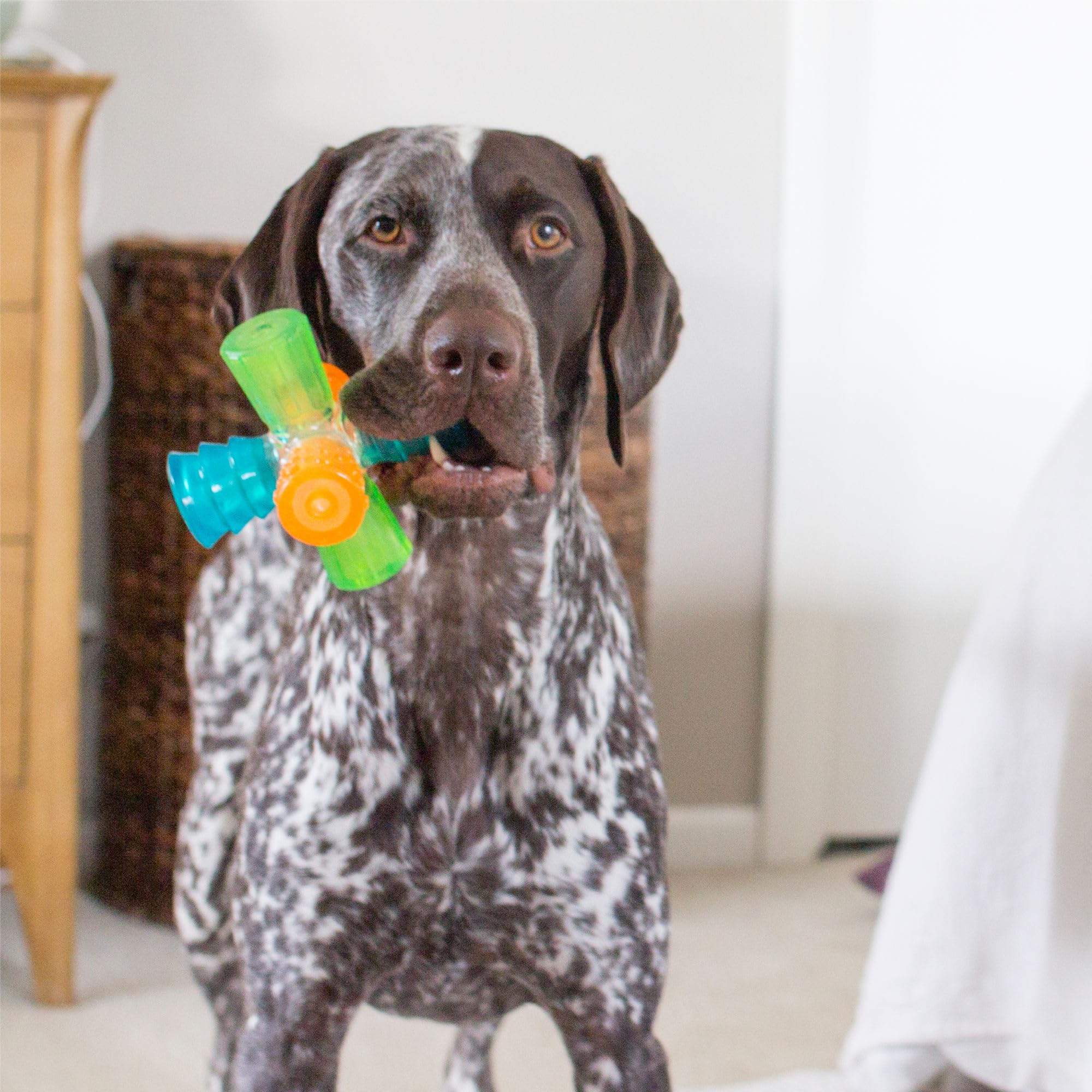 Amazon.com: Outward Hound Triple Jack Interactive Multi-Squeak Dog