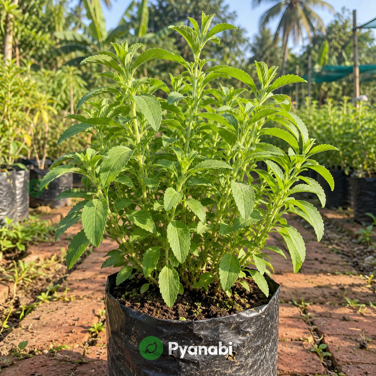 Chakra Phool Plant - Star Anise Spice Tree -26 Chakra Phool Plant - Star Anise Spice Tree -26