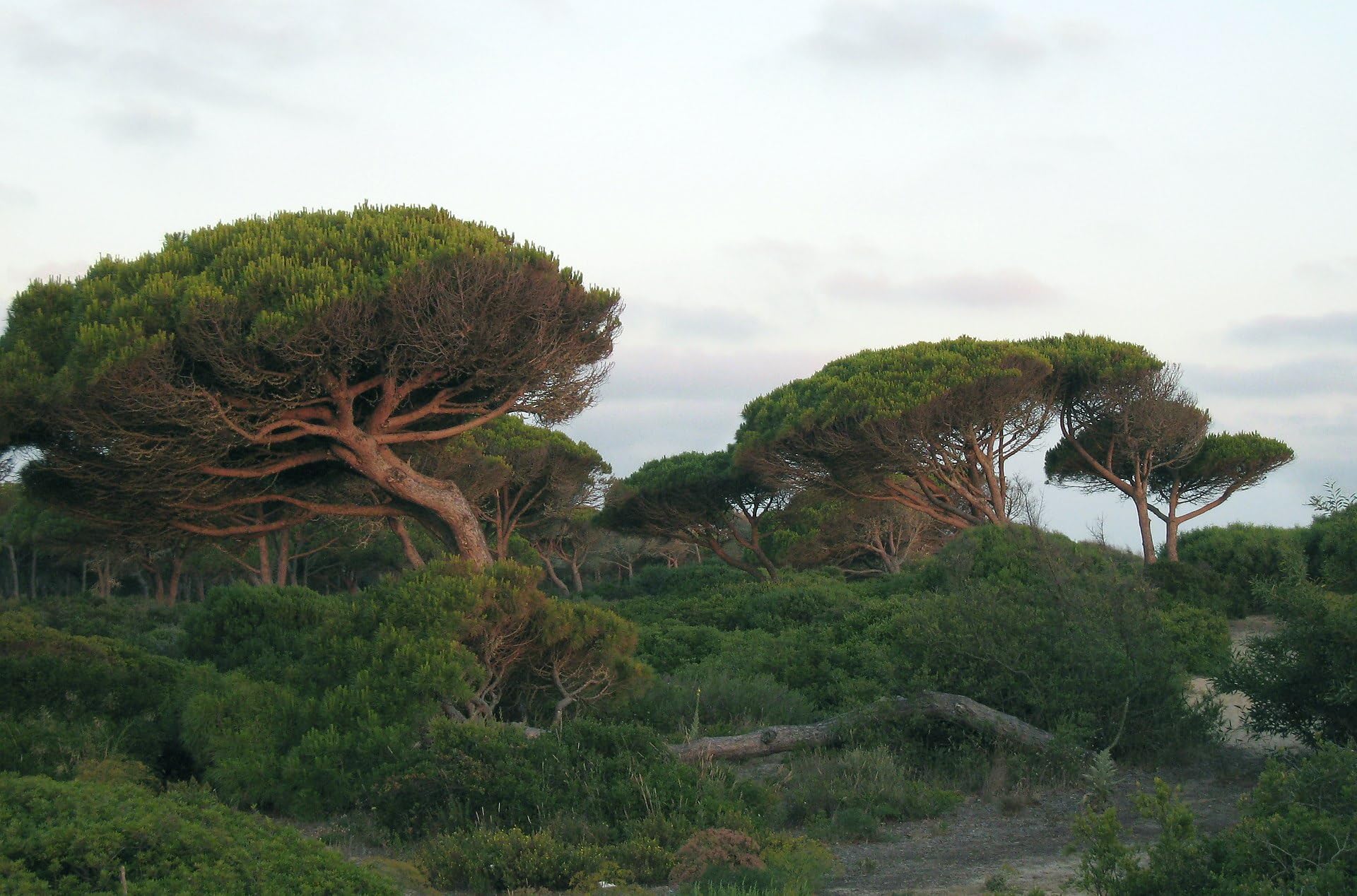 Graines de Pin Parasol (Pinus Pinea) - Conifère Méditerranéen - Pignons Comestibles
