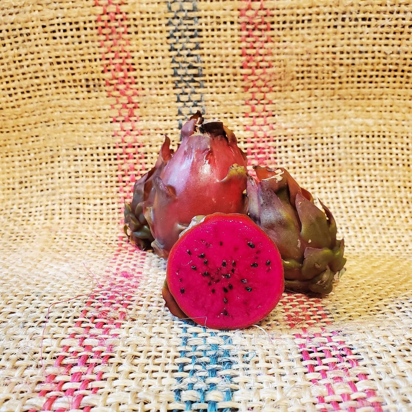 M-Tech Gardens Live Rare Exotic Dragonfruit Plant (Sugar Dragon - Red Flesh) 1 Healthy Rooted Live Plant