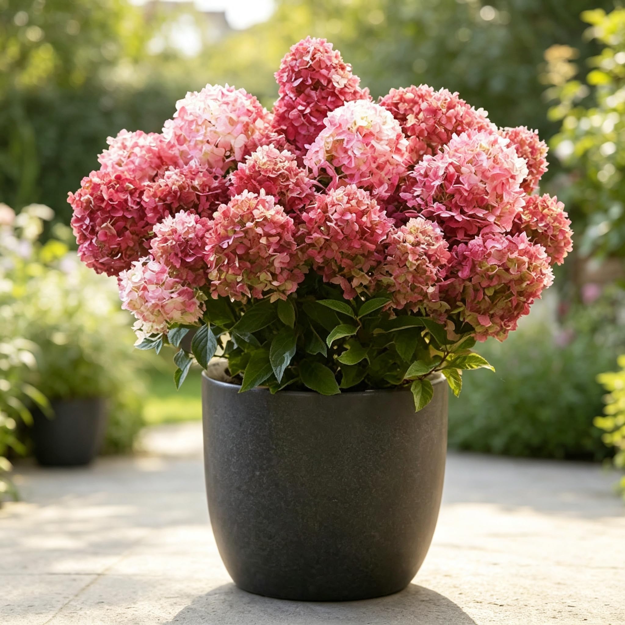 Hydrangea Seeds-Strong Plants-Rapid Flowering-Perennial Delights for Spectacular Garden Displays-Cut Flowers-300pcs-h