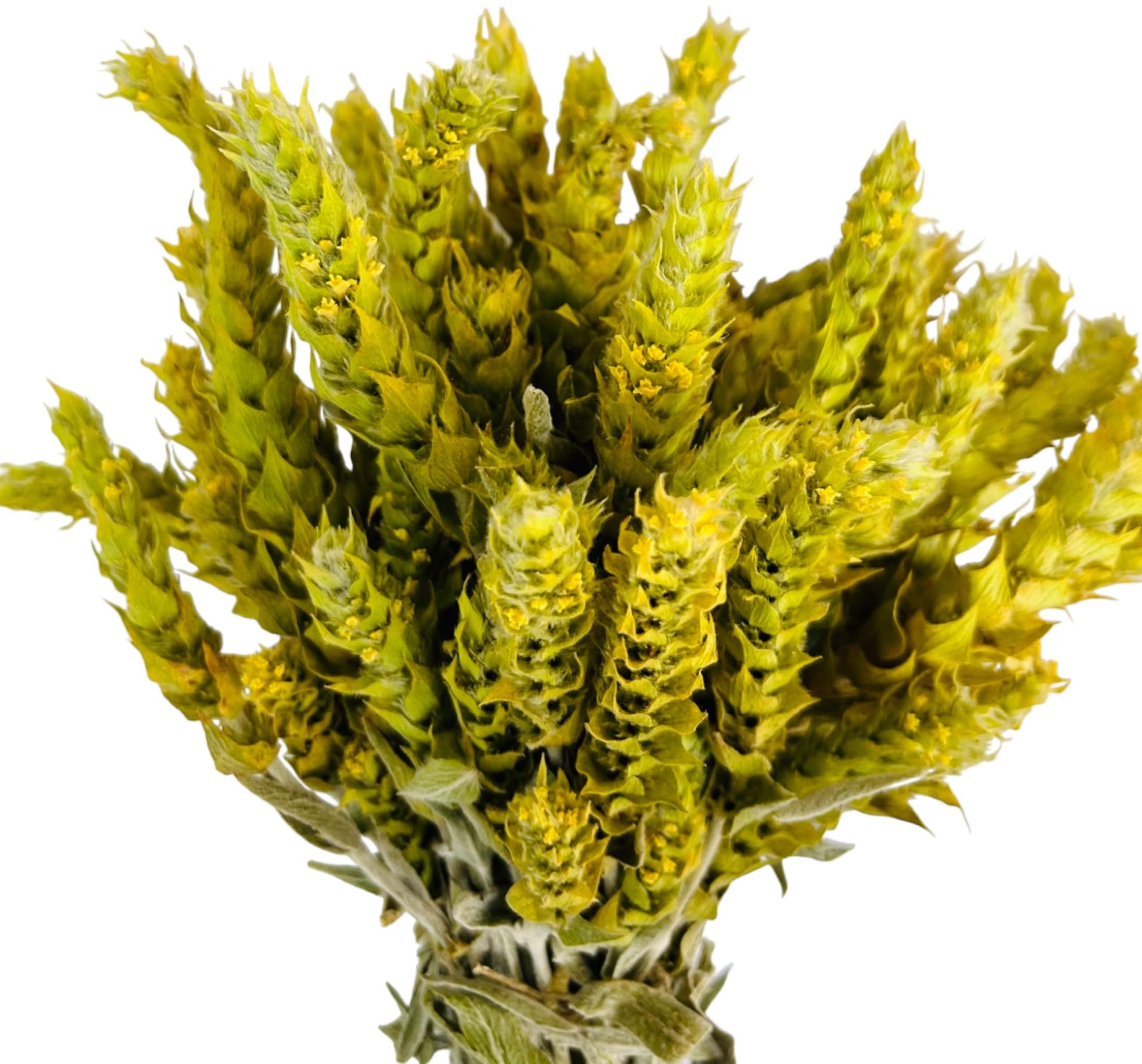 Zertifizierte Bio Griechischer Bergtee Sideritis Scardica 220g - 5kg Premium Qualität (950 grams)