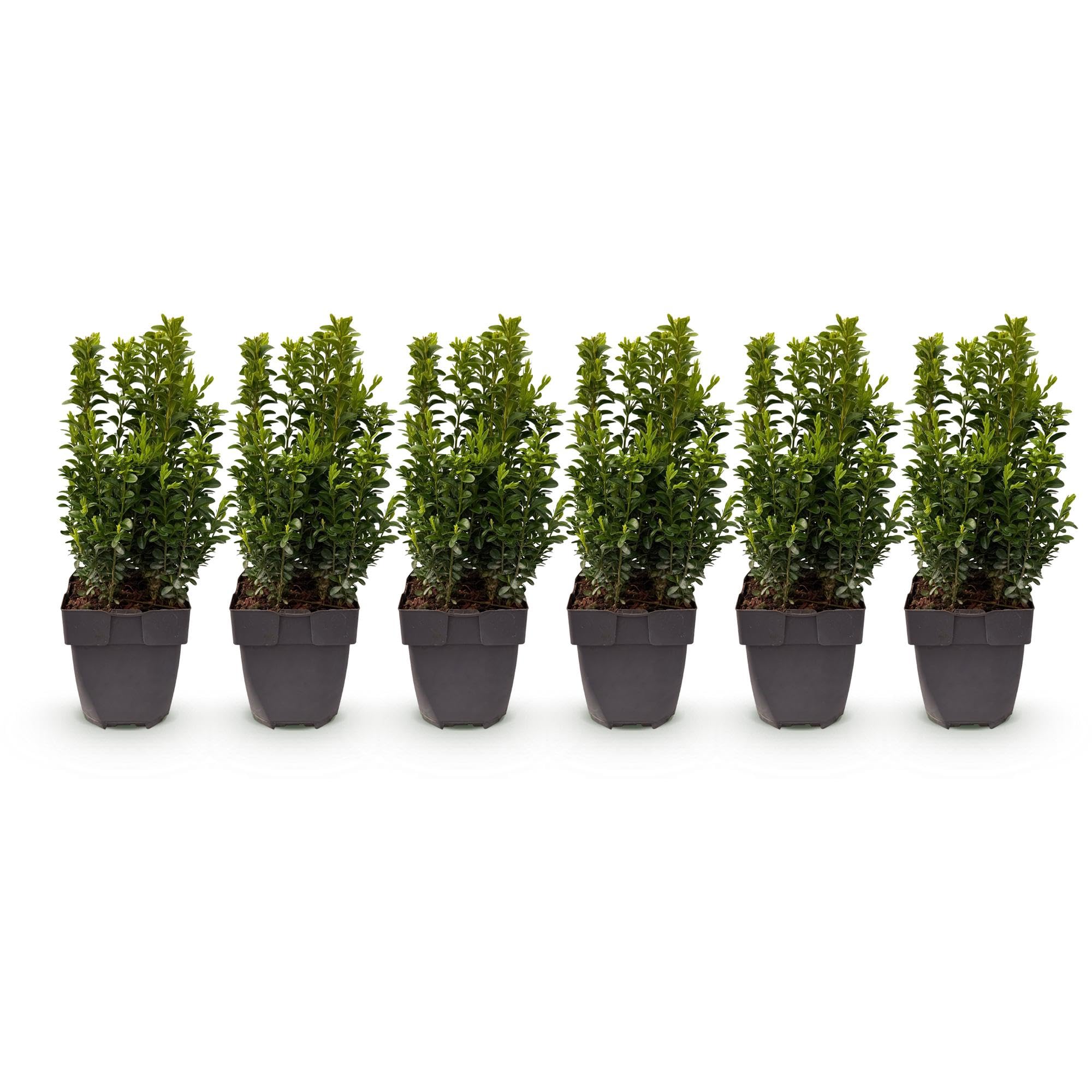 Piante da Siepe con Buxus Sempervirens, per Giardino, Verde, 6 Pezzi