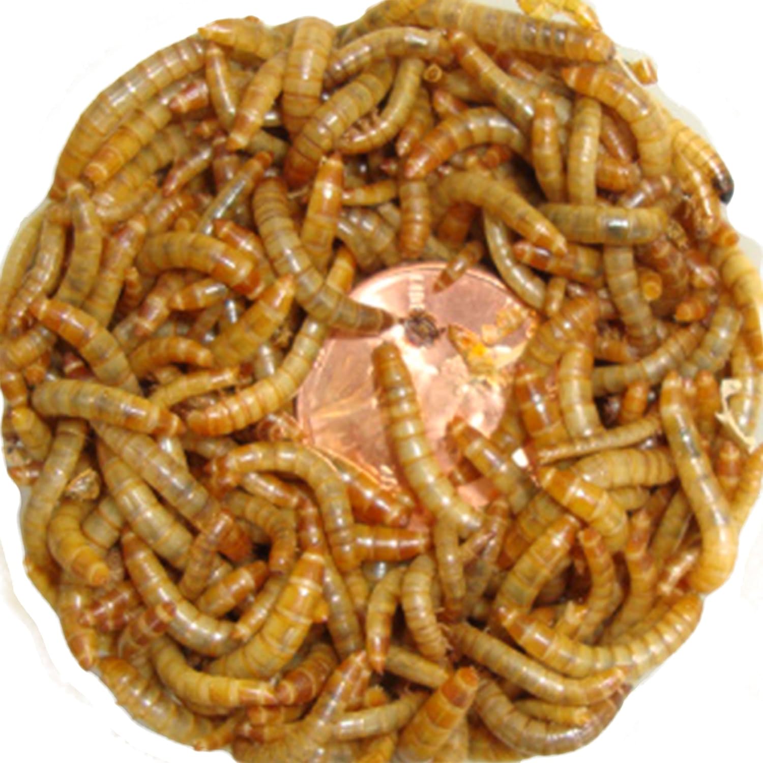 5000ct Live Mini Mealworms, Live Pet Food for Reptile, Birds, Fish Meal Worms
