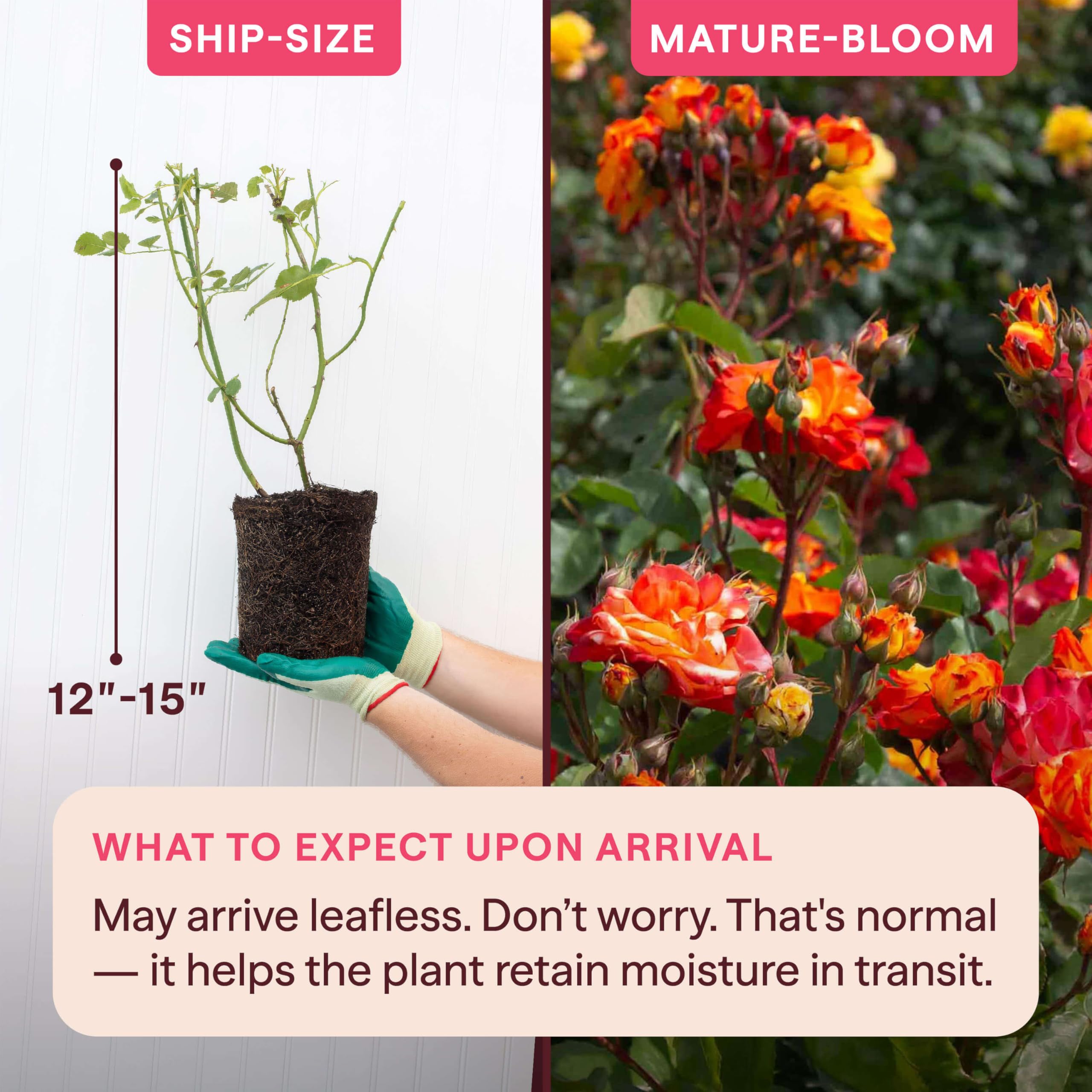Amazon.com: Heirloom 攀登玫瑰,活自己的根植物,適用於戶外花園,Piñata