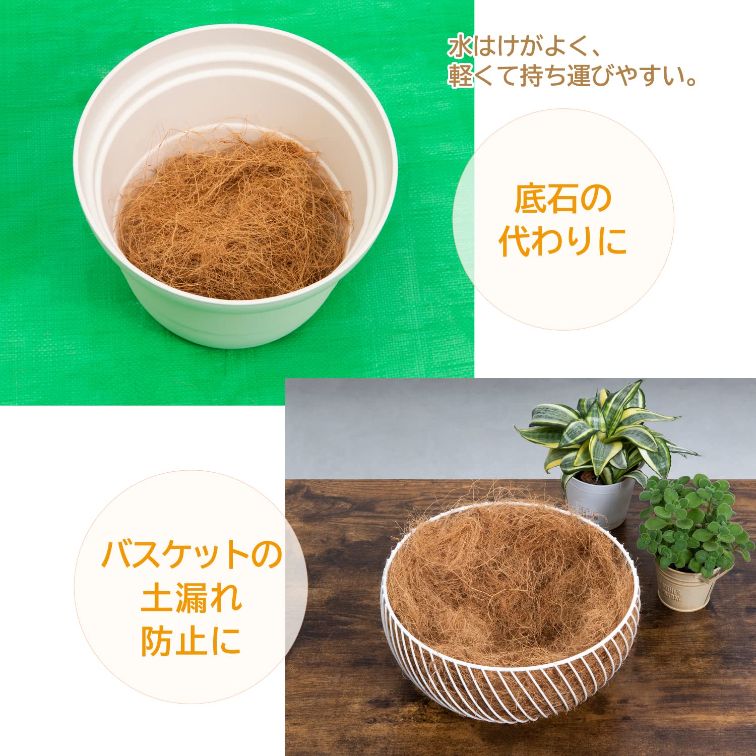BGDココスヤシ　鉢底から100cm ココスヤシ大株(鉢底から80-100cm) 栃木県大田原市 | 栃木県