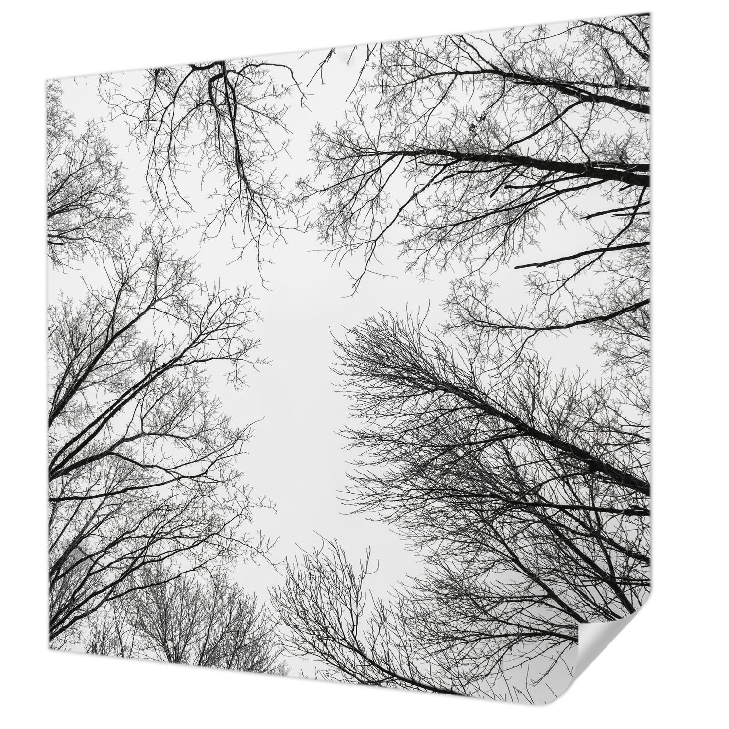 Papier peint autocollant panoramique branches nues chambre 250x250