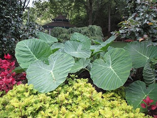 3 Bombillas Vivas Colocasia gigantea Tailandia Gigante Tailandia Oreja de elefante gigante gigante enorme Hoja de taro