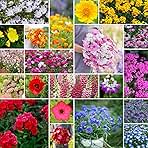 Eden Brothers Partial Shade Wildflower Mixed Seeds for Planting, 1/4 lb, 120,000+ Seeds with Sweet William, Foxglove | Attracts Pollinators, Plant in Spring or Fall, Zones 3, 4, 5, 6, 7, 8, 9, 10