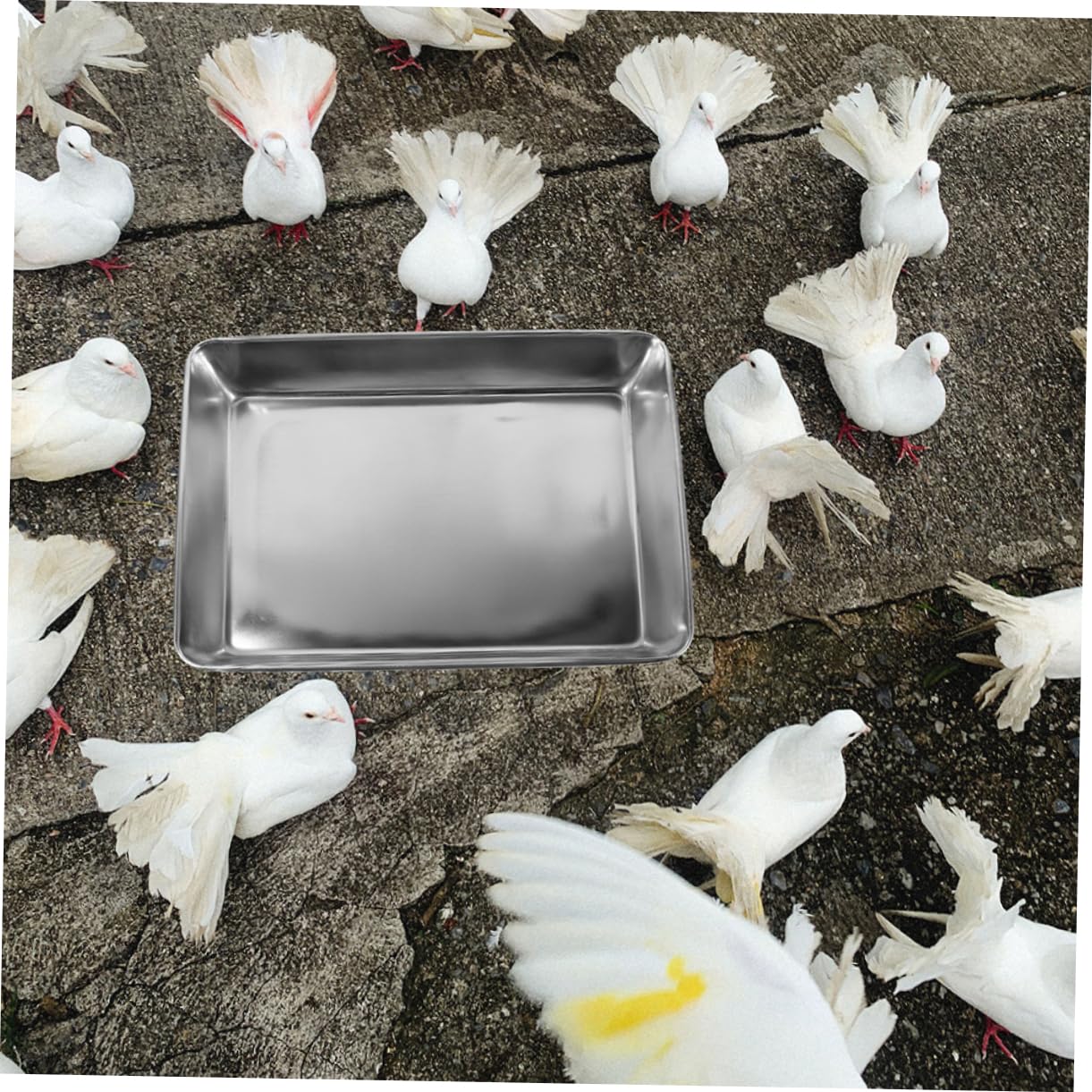 Vogeltränke Edelstahl mit Glatten Kanten Tiefer Edelstahl Badeschale für Vögel und Tauben Geeignet als Vogelkäfig Badewanne Zubehör zum Baden und Reinigen