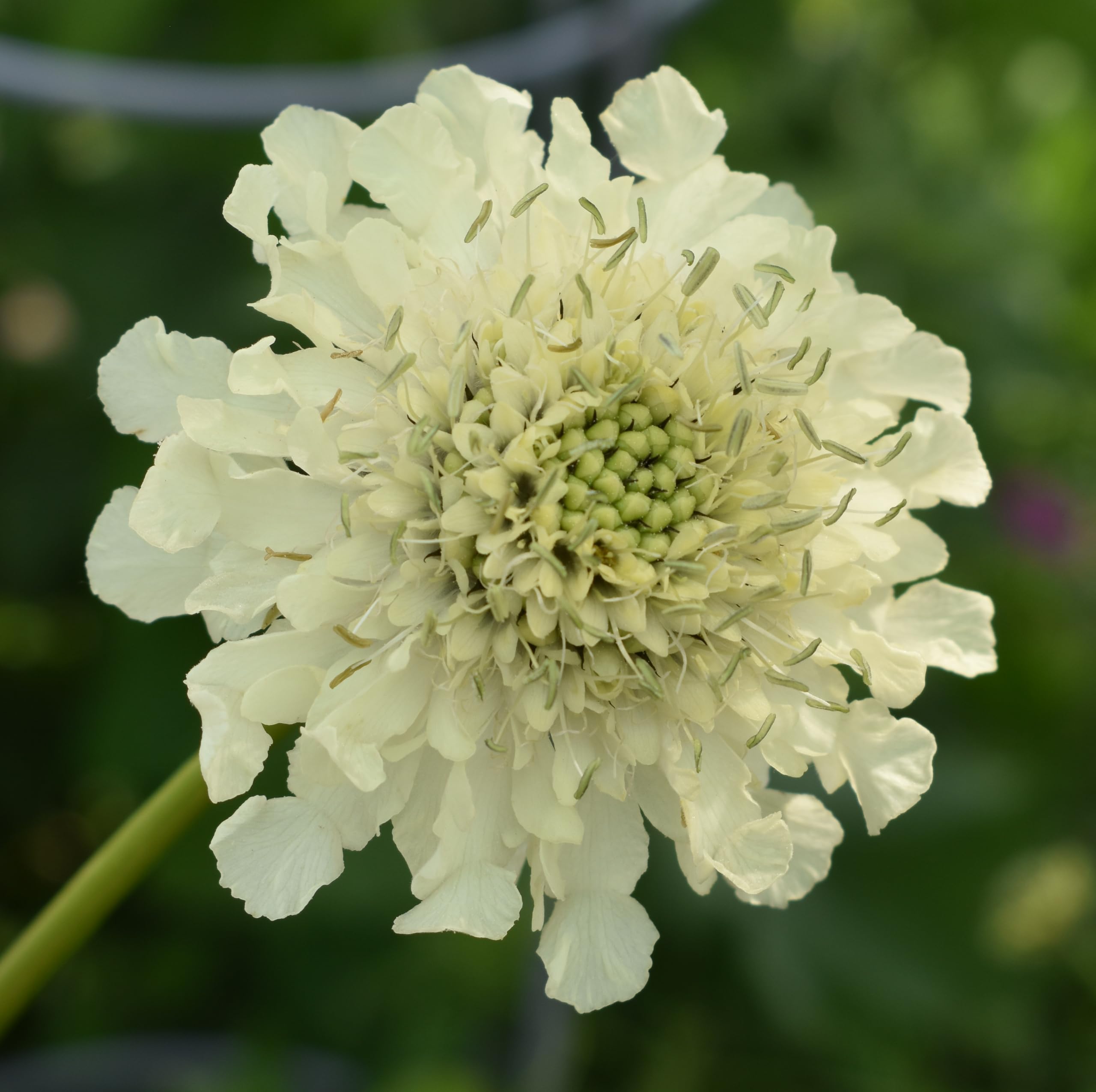 Plant Theory 9cm Pot Cephalaria Gigantea Giant Scabious Perennial