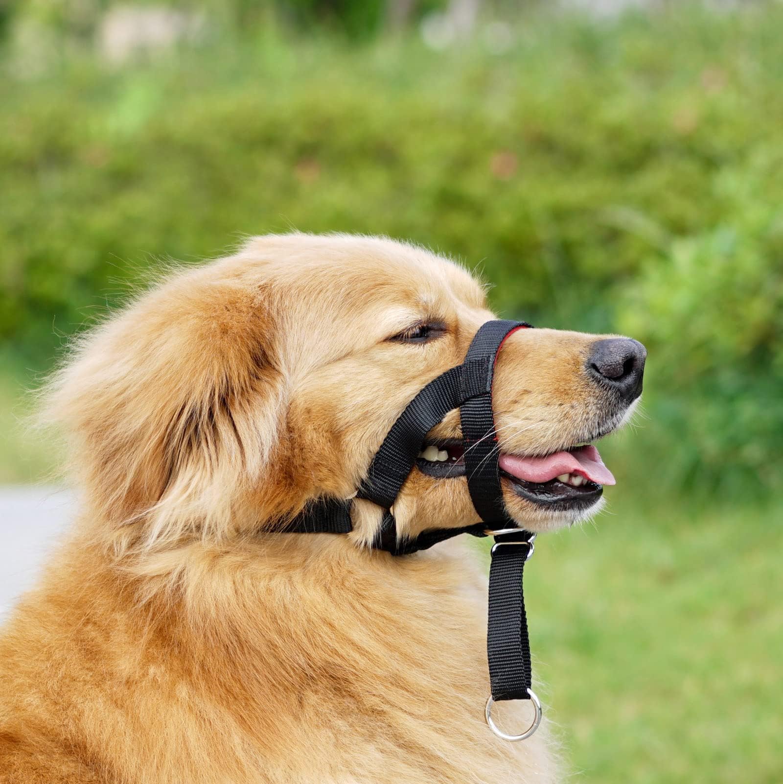 Collare Antistrappo Per Cane - Cavezza Regolabile, Comoda E Sicura, Taglia L Arancione - Foto 10