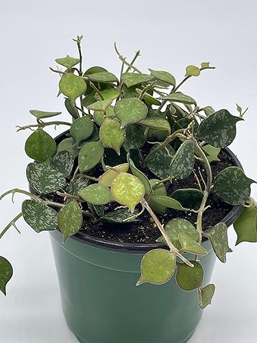 Miniatura 4 de BubbleBlooms Hoya Curtisii, planta viva limitada muy rara, en maceta de 4 pulgadas