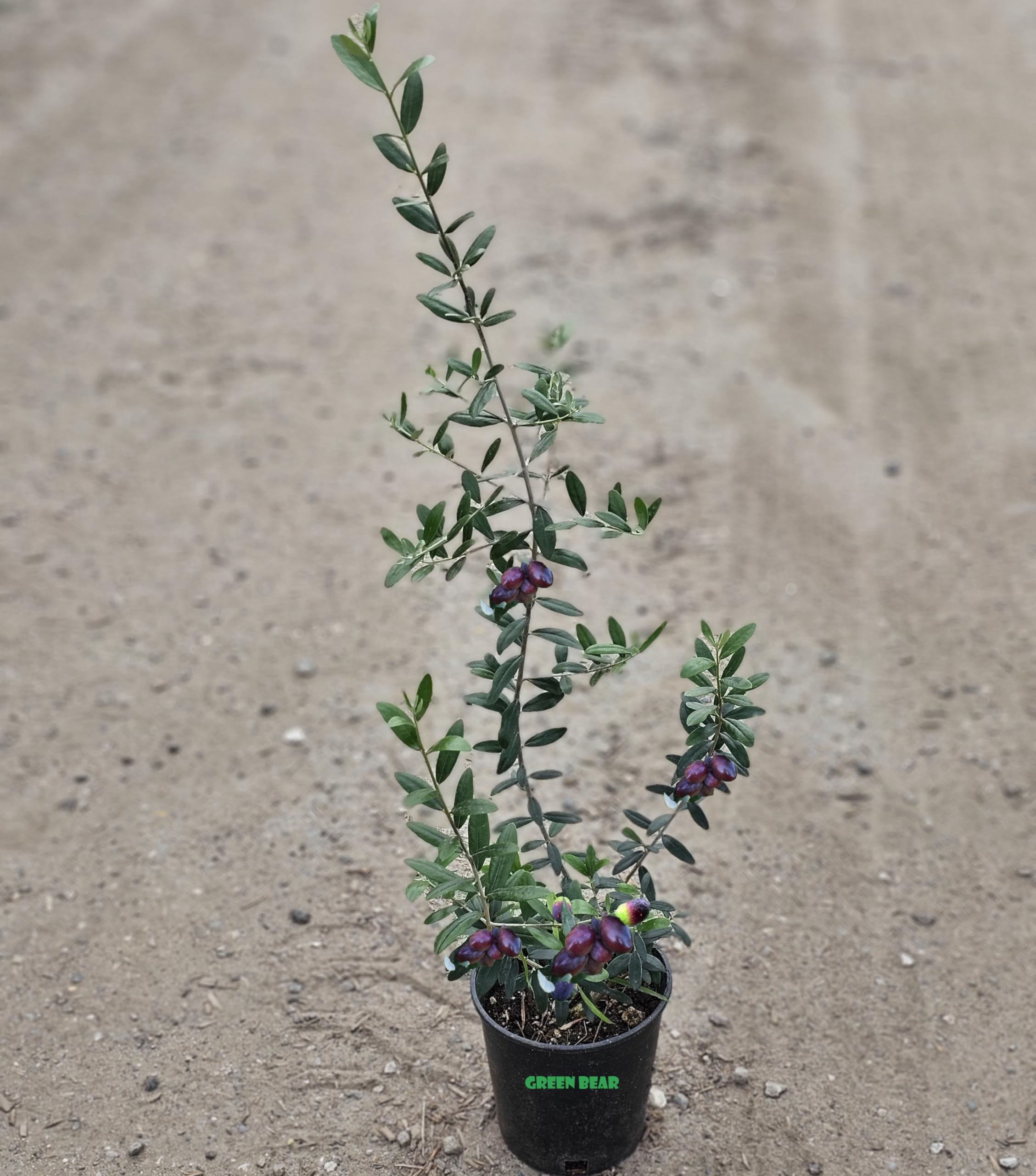 Manzanillo Olive Tree Live Plant Cold Hardy Fruiting Olive Tree Plant Ships Potted Olea europaea 'Manzanillo' Manzanilla Olive (1 Gallon)
