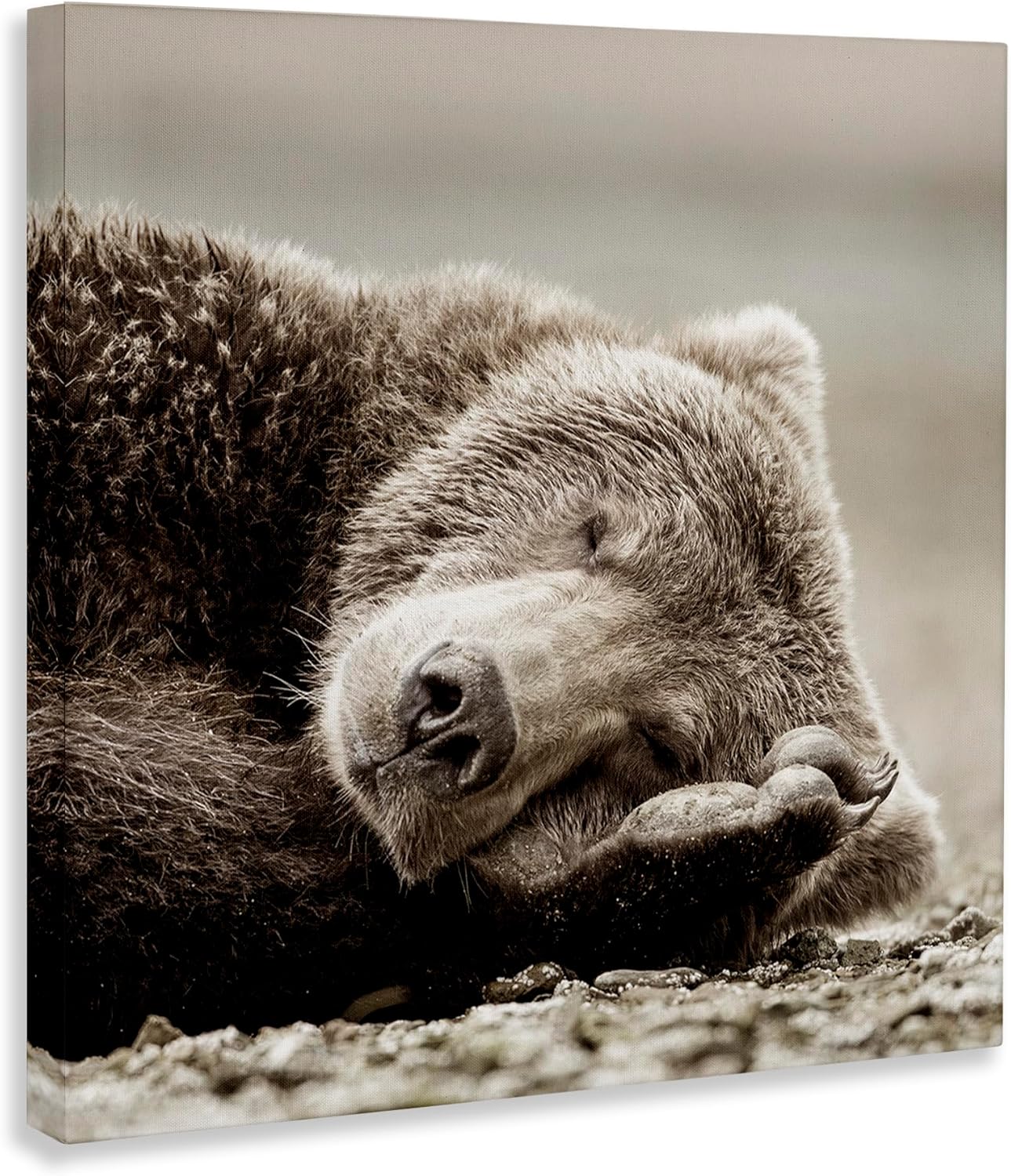 Stupell Industries Cozy Sleeping Bear Canvas Wall Art Design by Danita Delimont