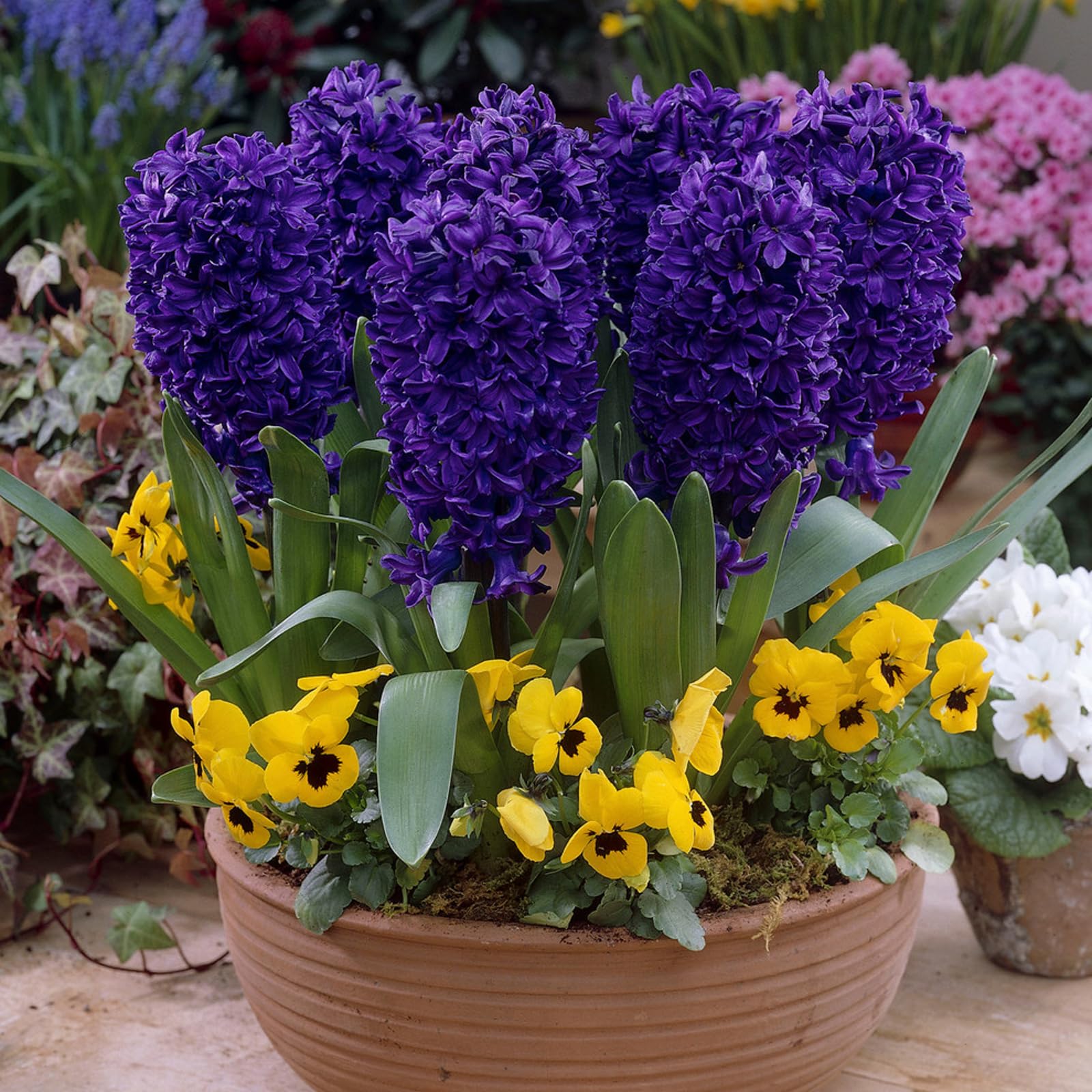 Carbeth Plants - 16 x Hyacinth Peter Stuyvesant Spring Bulbs - Highly Fragrant Outdoor Flowering Perennials - UK Hardy Low Maintenance Pollinator Friendly - Grow in Beds, Borders and Patio Pots