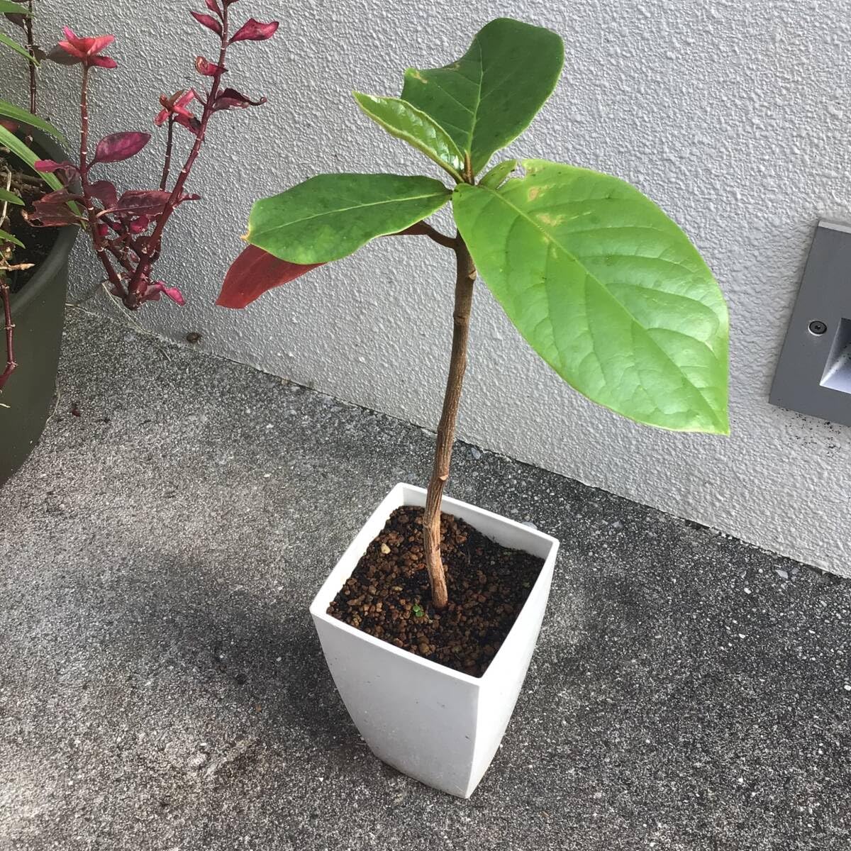 モモタマナ　沖縄県産　無農薬花が咲きました5年育成　屋内様に改良 Amazon.co.jp: モモタマナ90日育成1株 屋内様に改良した苗 土