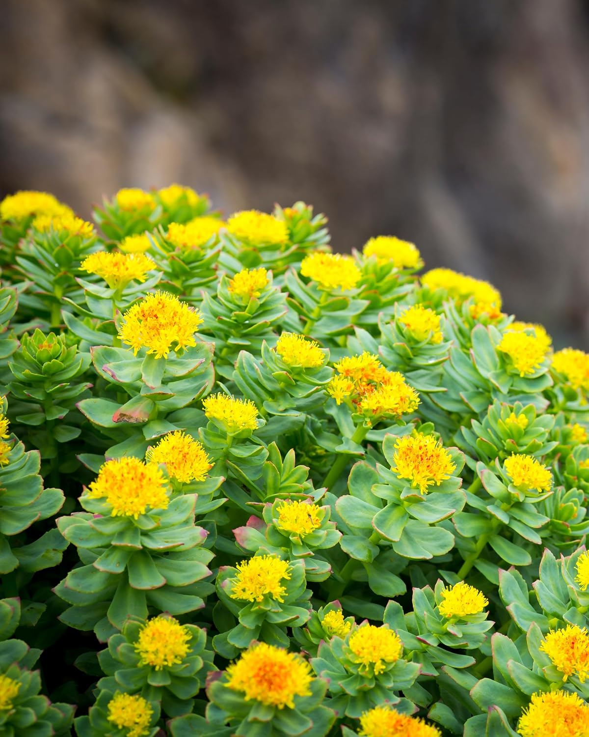 Herb Pharm Certified Organic Rhodiola Root Extract for Energy, Endurance and Stamina, Organic Cane Alcohol, 1 Ounce (090700003555) - Image 11