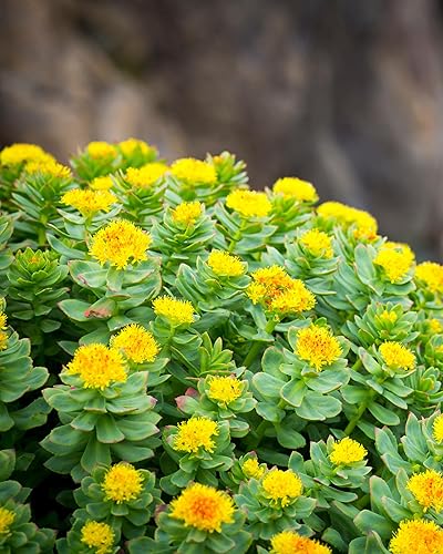 Miniatura 9 de Herb Pharm Extracto de raíz de rodiola orgánico certificado para energía resistencia y resistencia alcohol de caña orgánico 1 onza 09070003555