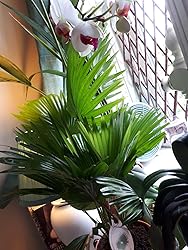 GardenersDrea Livistona Tropical Pal Plant In Pot - Decorative Air