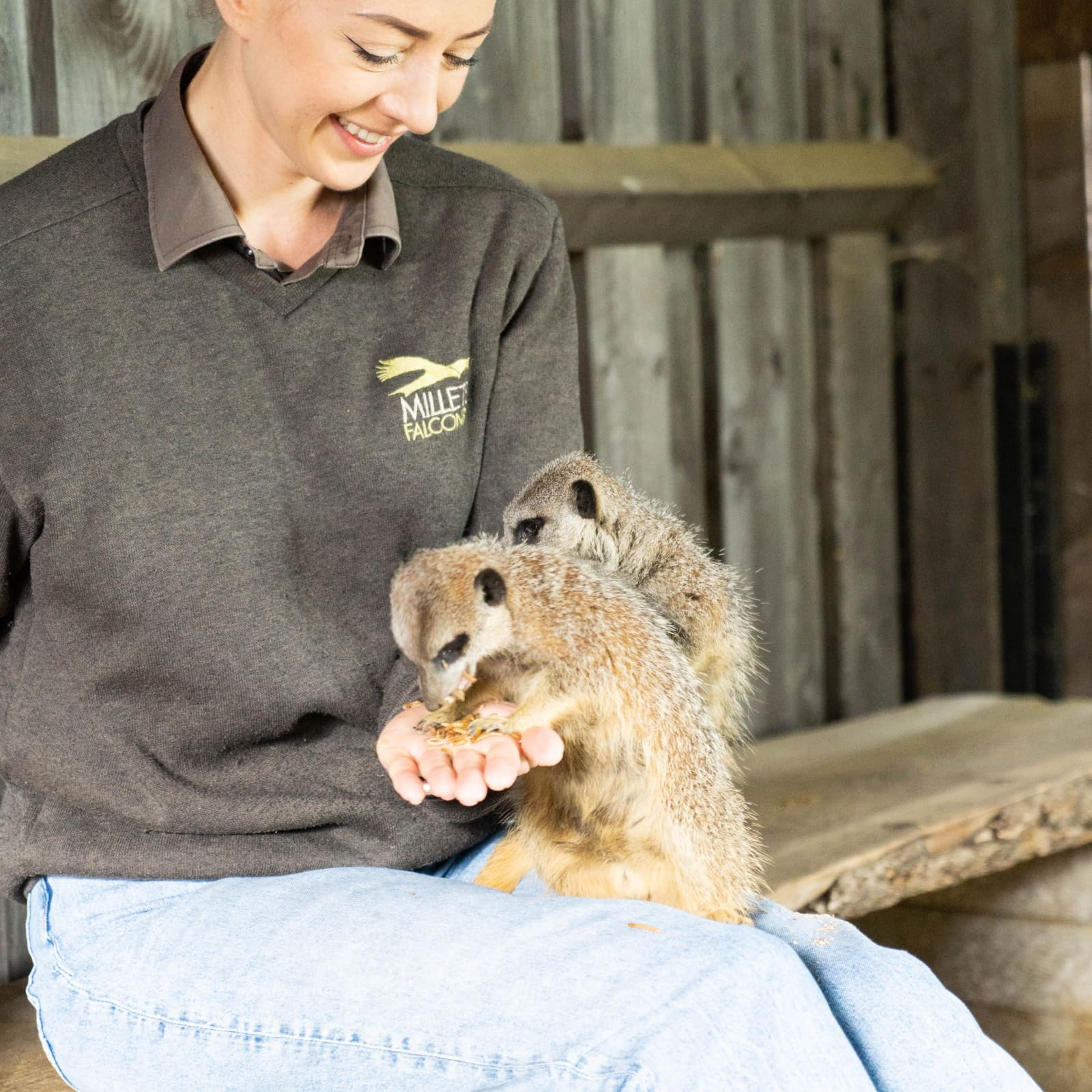 Meet and Feed the Meerkats for Two at Millets Falconry Centre - Image 3