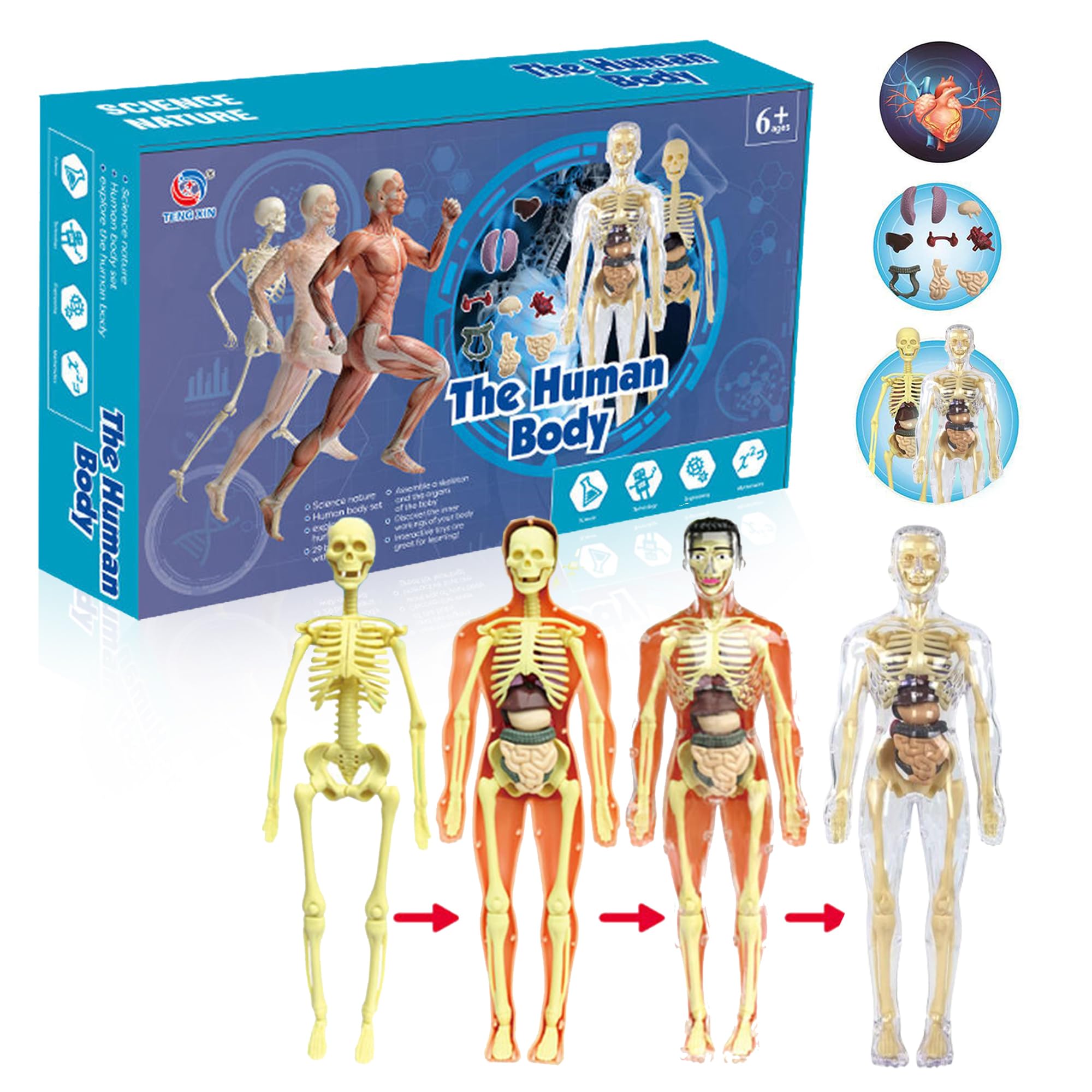 The Little Ones Toys Kids Puzzles - 3D Human Body Parts Puzzles Kids,Educational Learning Toys Kids,Best Gift Toys Boys & Girls 6-8-10-12 Years Old[Transparent Human Body Kit & Anatomy] (B0CXBT9GS8) Amazon Price History, Amazon Price Tracker