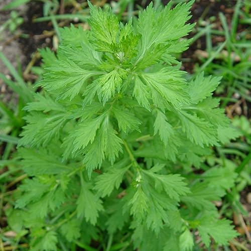 Palm Beach Medicinal Herbs - Artemisia lactiflora) - Paquete de 10 Semillas