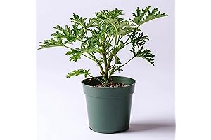 Live Citronella Plant, Scented Geranium, AKA Mosquito Plant