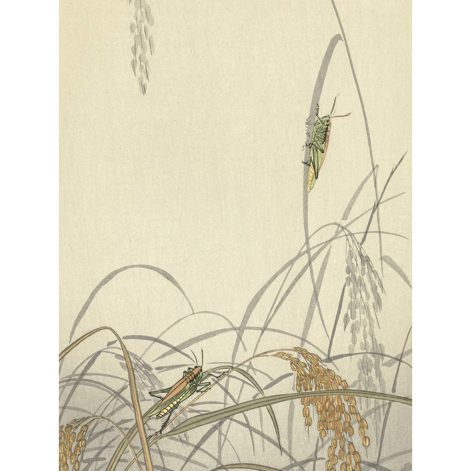 Artery8 Ohara Koson Grasshoppers On Rice Plants Painting Premium Wall Art Canvas Print 18X24 Inch