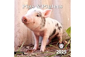 2024 2025 Wall Calendar, Pocket Pigs