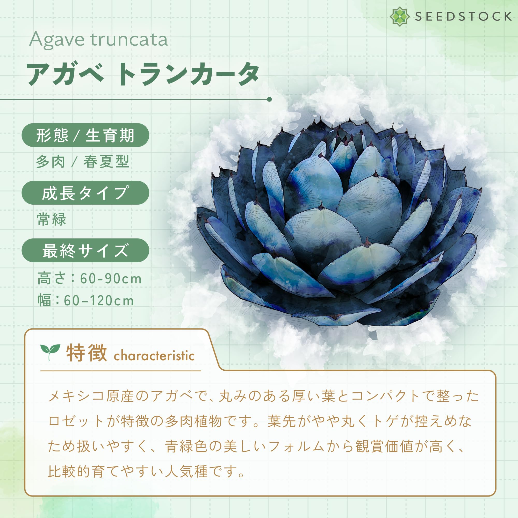 Amazon.co.jp: SEEDSTOCK