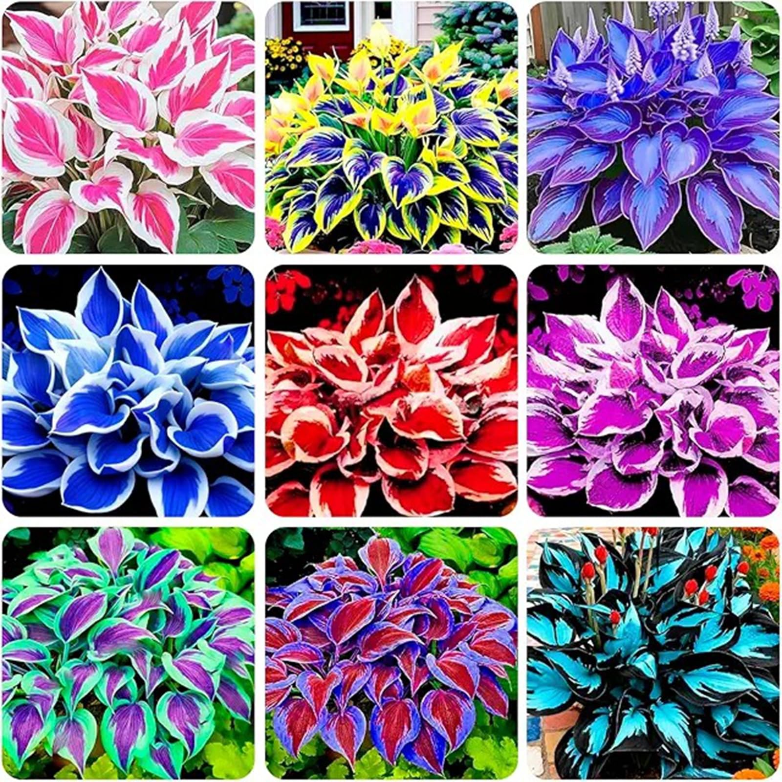 Brilliant Rare Mixed Hosta, Hardy/Perennials, ShadeTolerant, Use for Ground Cover & Pots, Create Cool Shaded Gardens, Excellent Display-15 Bulbs-E