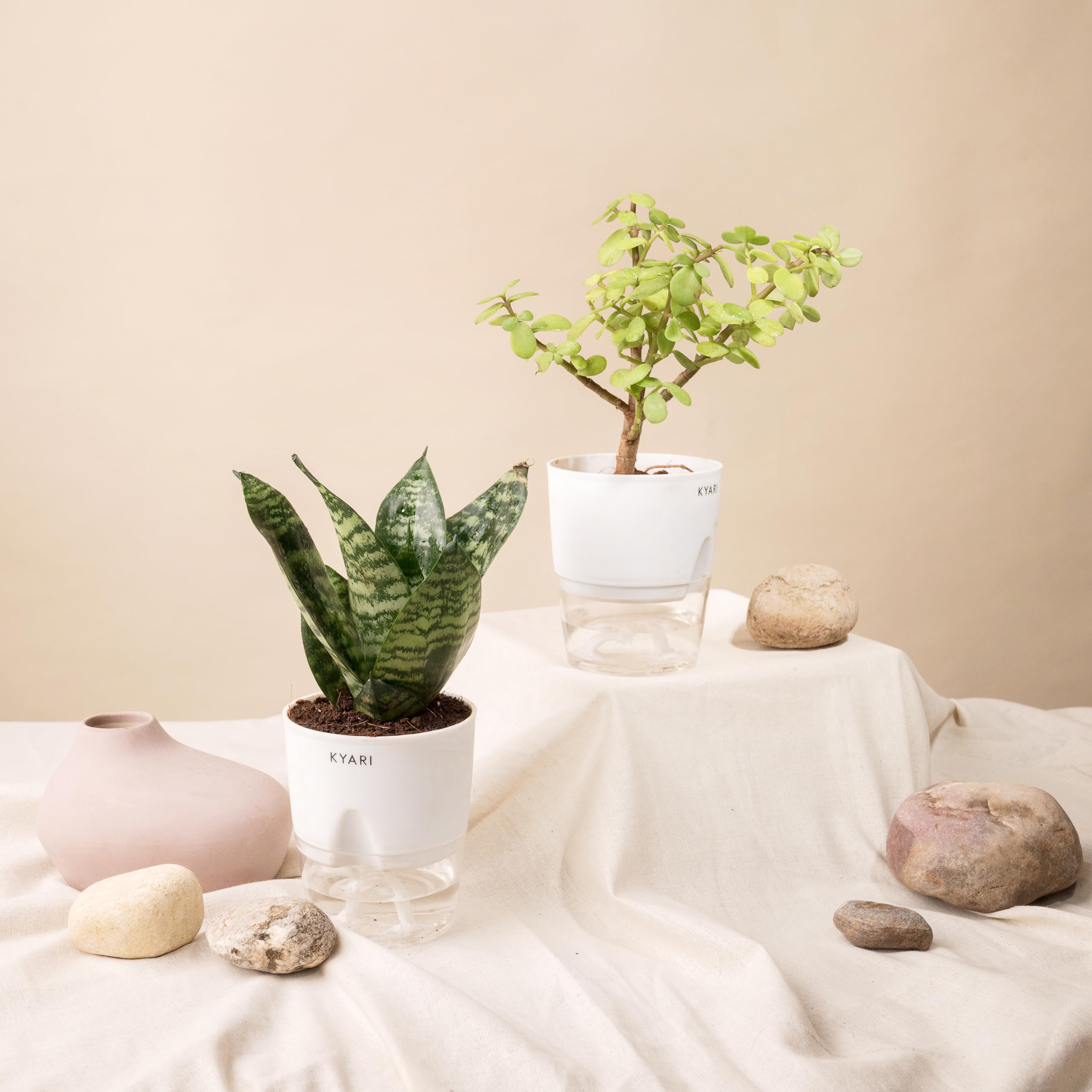 KYARI Sansevieria Green Snake-Jade Combo of 2 Indoor Plants for Living Room | Live Plants | Plants with White Pot for Home Air purifier plants | Plants for Home Decor | Plants for garden (B0CHYVJ5BJ) Amazon Price History, Amazon Price Tracker