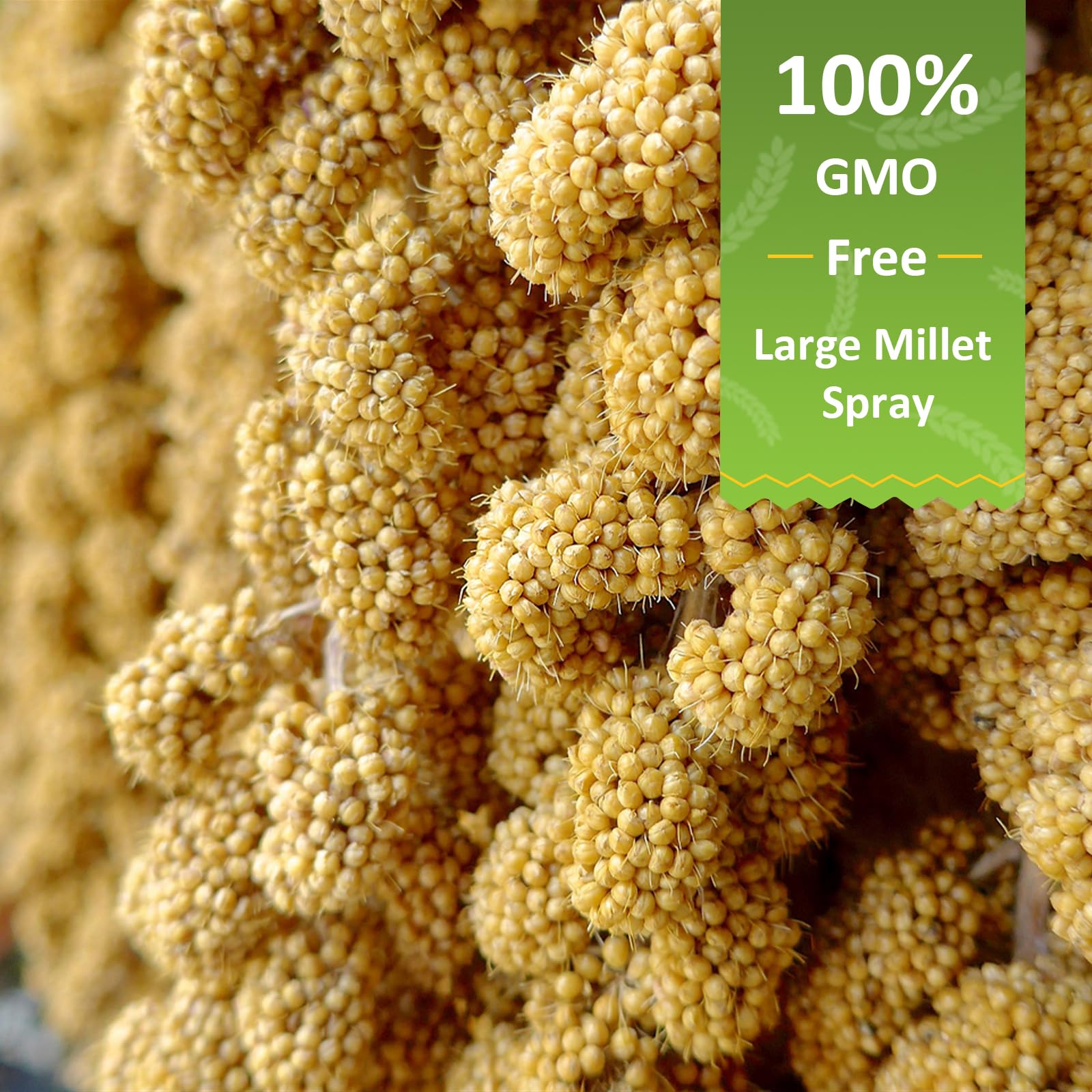 Spray Millet for Birds 5LB - All Natural Sun-Dried Healthy Treat, Millet Spray for Parakeets, Parrots, Lovebirds, Cockatiels Food, 100% Non-GMO High Protein Fresh Bird Seed