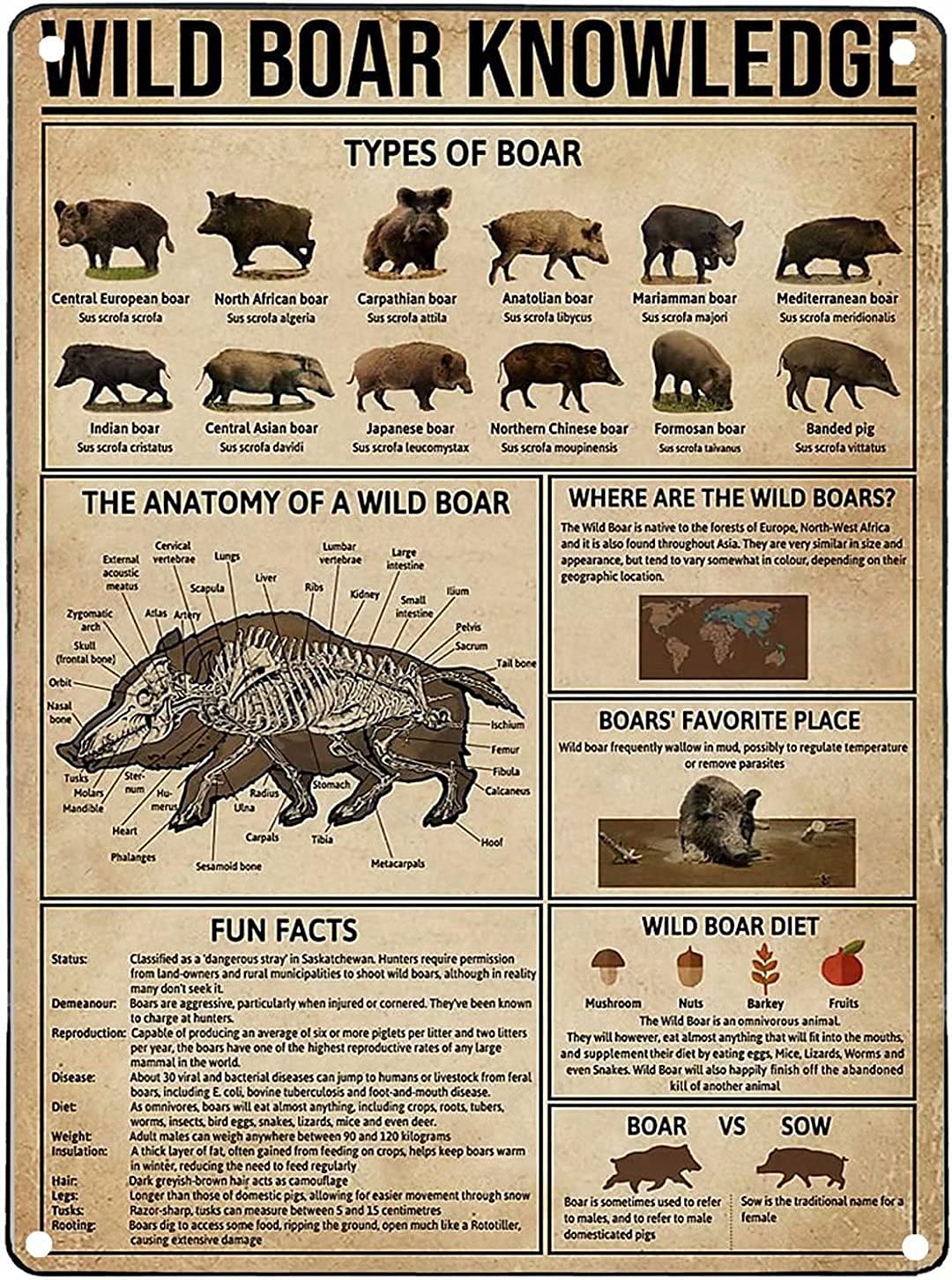 Wild Boar Encyclopedia Wooden Signs Wild Boar Knowledge Vintage