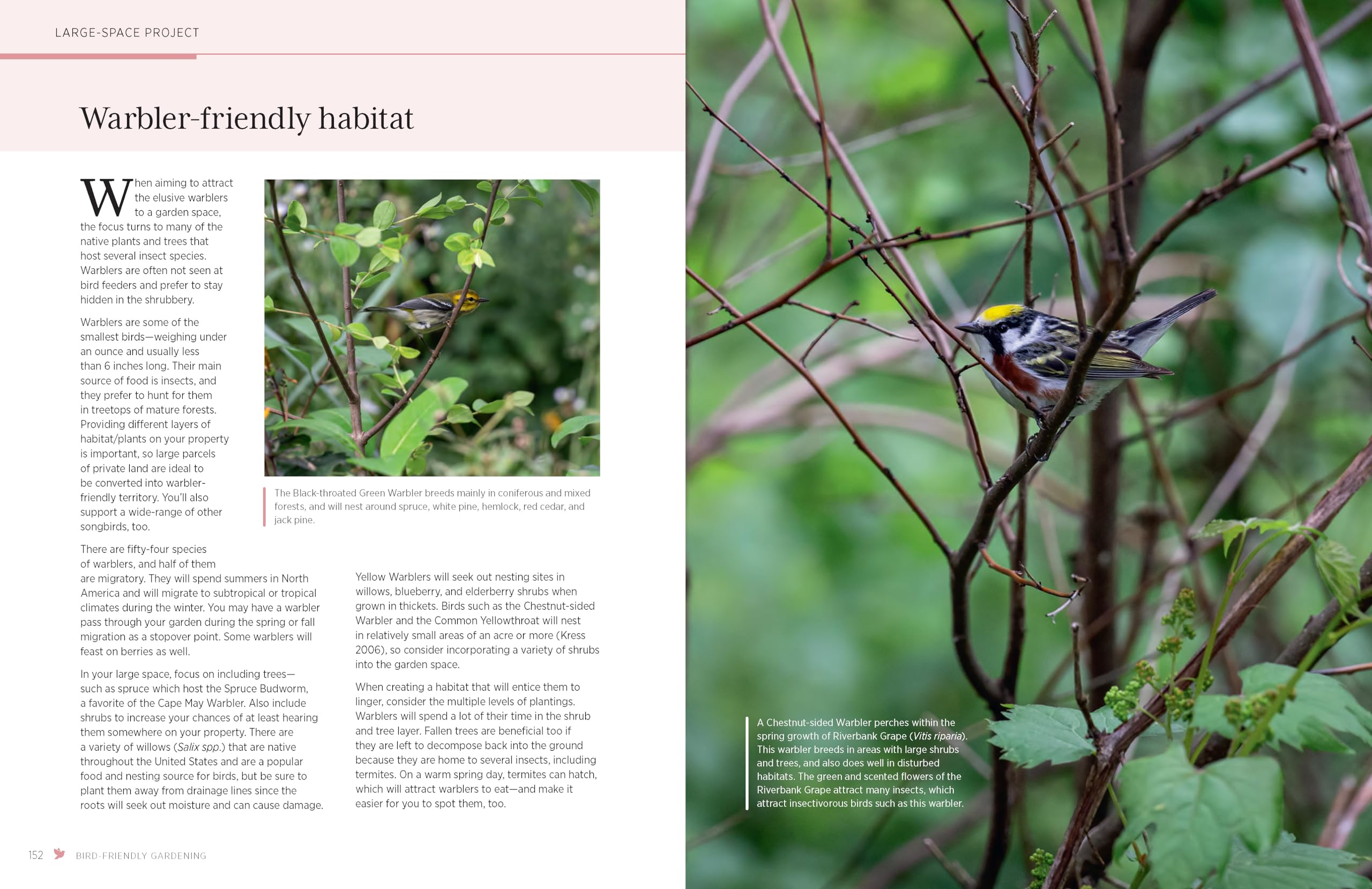 Bird-Friendly Gardening: Guidance and Projects for Supporting Birds in Your Landscape - Image 6