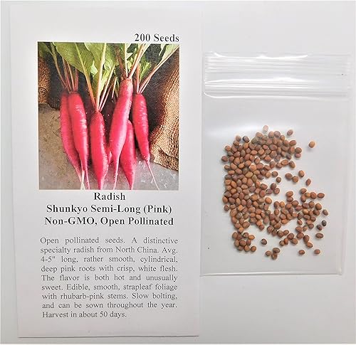 Davids Garden Seeds Rábano Shunkyo Semi-Largo 6611 Rosa 200 Semillas Sin OGM Heirloom