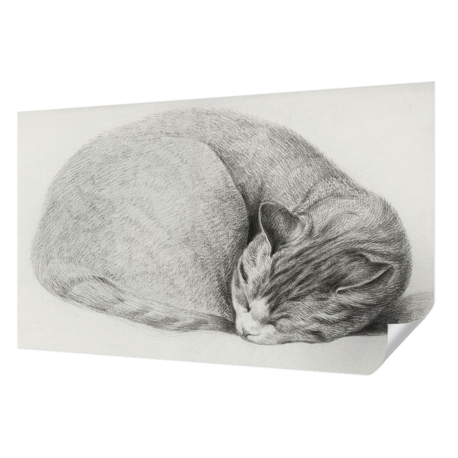 Papier peint panoramique chat enroulé Tulup - Panneaux autocollants 416x254 cm