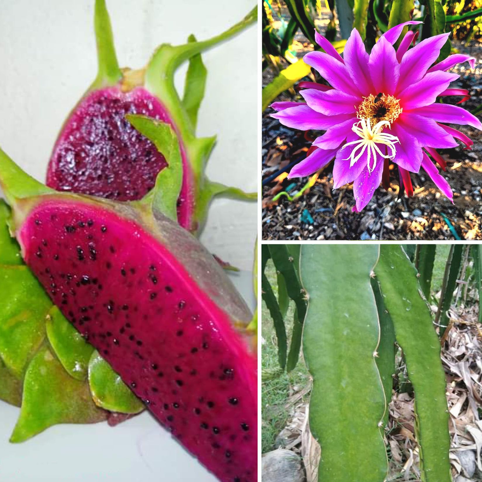 AGRO ALIVE AX Variety Dragon fruit plant Ax Hylocereus stenopterus X H. guatemalensis dragon fruit plant 6-8 inches rooted plant in Pot. (B0CLVRM3D3) Amazon Price History, Amazon Price Tracker