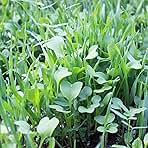 No-Till Garden Farm and Garden Cover Crop Mix Seeds - 5 Lbs - Blend of Gardening Cover Crop Seeds: Hairy Vetch, Daikon Radish, Forage Collards, Triticale, More