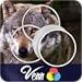 Venn Wolves: Overlapping Jigsaw Puzzles
