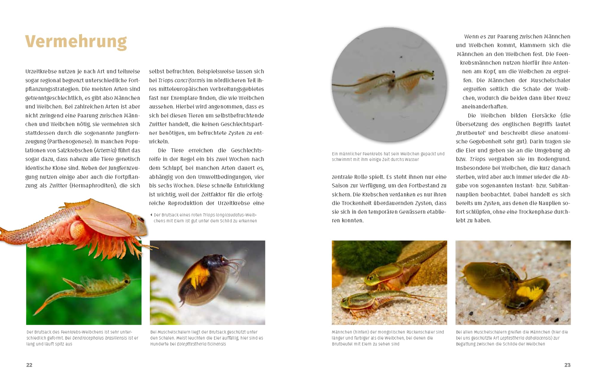 Urzeitkrebs-Fibel: Triops, Feenkebse, Artemia & Co.