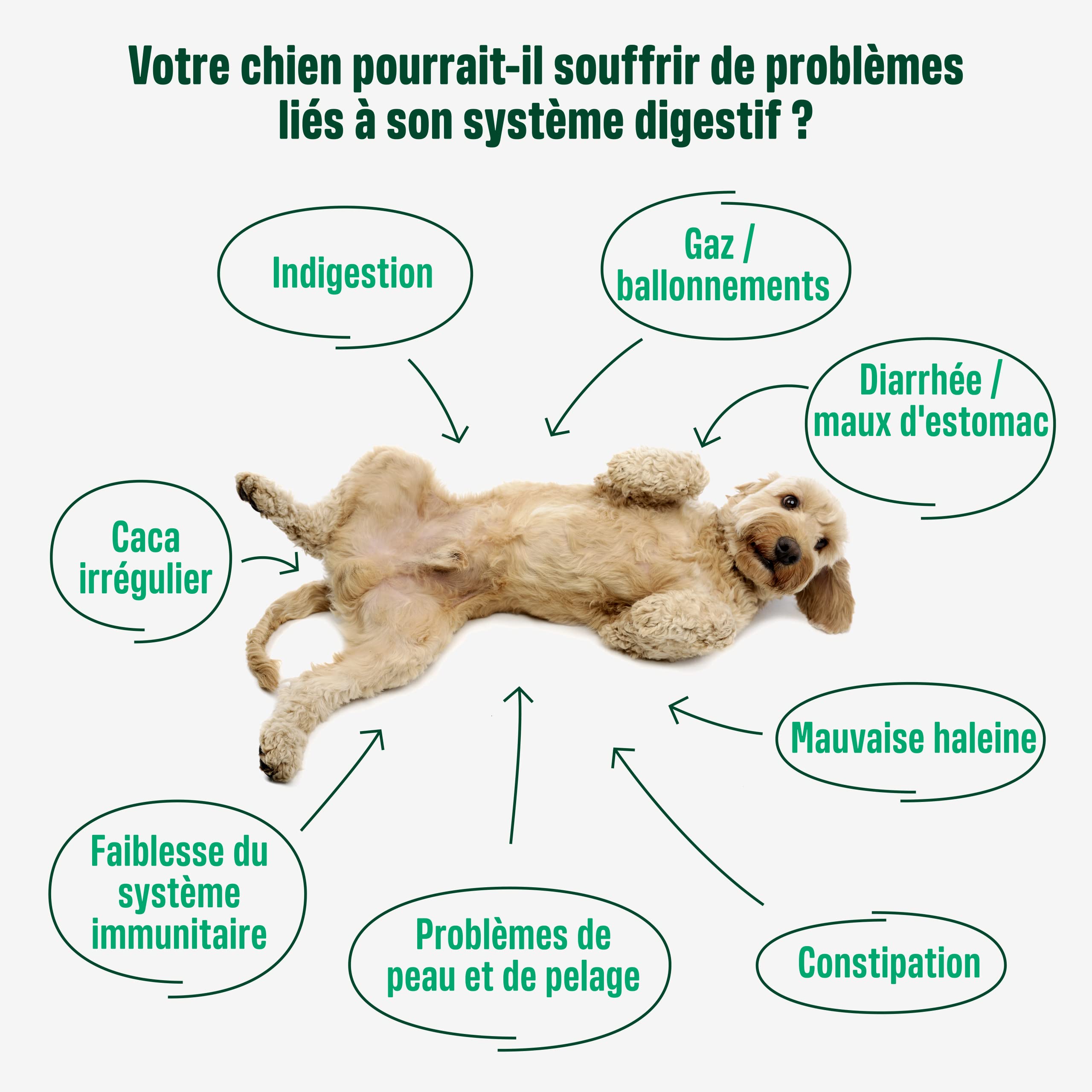 ivvi Probiotic pour Chien - Complément Alimentaire pour Bien-Être Digestif | Probiotiques, Citrouille, Avoine, Graines de Lin et de Courge, 60 Délicieuses Friandises au Poulet, 270g