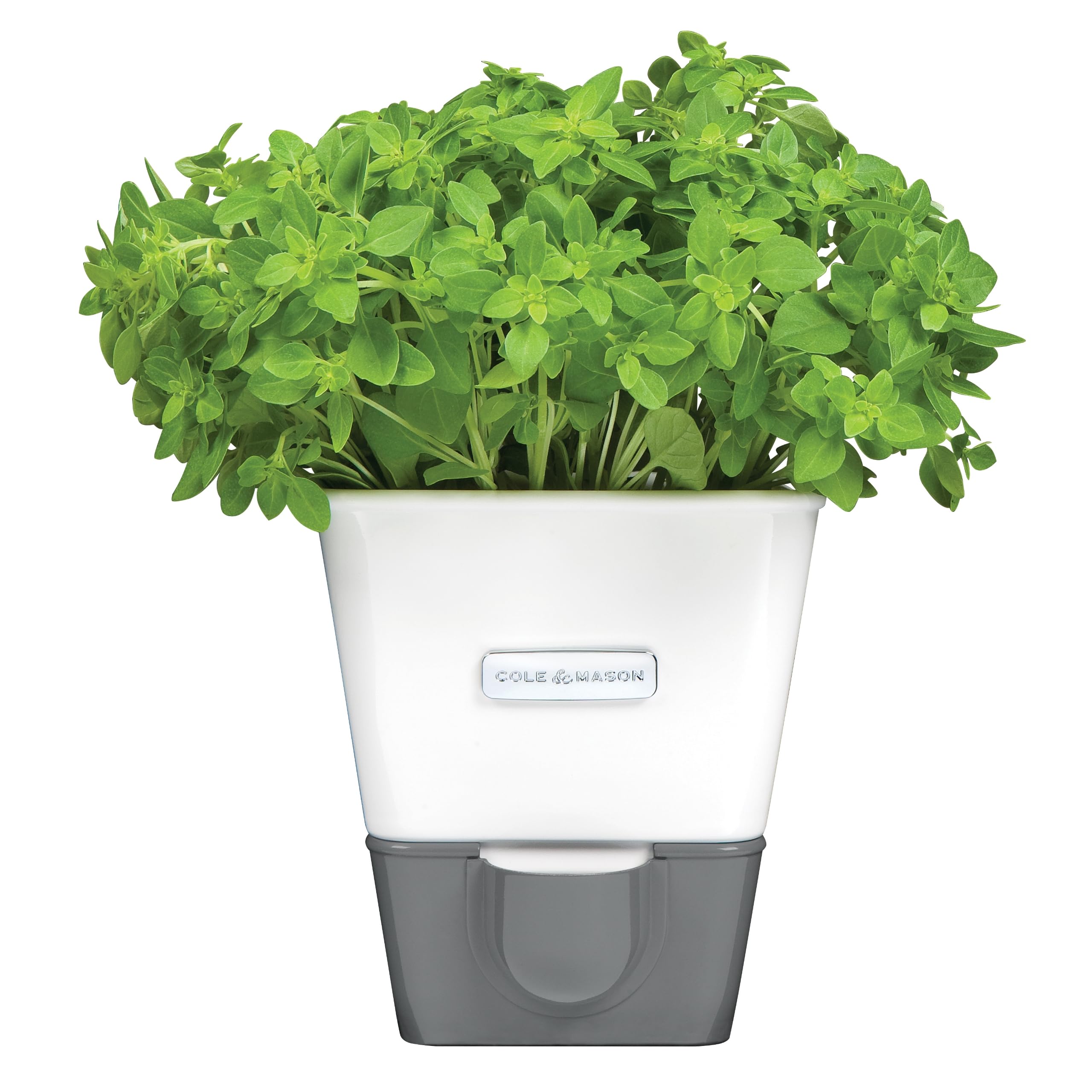 Cole & Mason Self-Water Herb Keeper - Potted Herb Saver with Hydro Pad & Pour Spout - Fresh Herb Keeper for Refrigerator - Herb Storage & Container