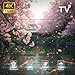 Wind Through Cherry Blossoms – Spring Calm | 4K Smart TV Background Video