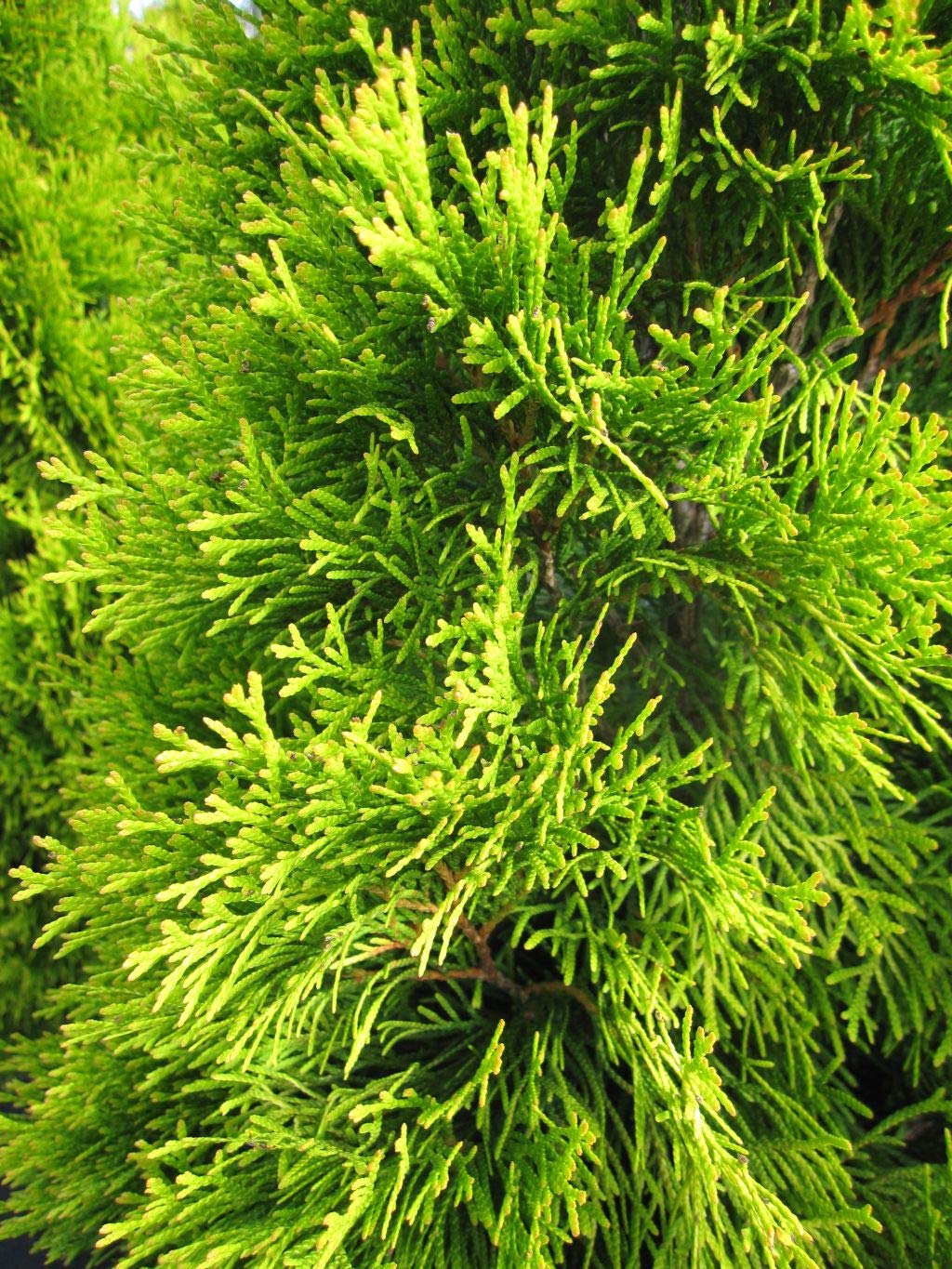 Thuja occidentalis Golden Smaragd  - Lebensbaum Golden Smaragd  - 60-70cm  : Amazon.de: Garten