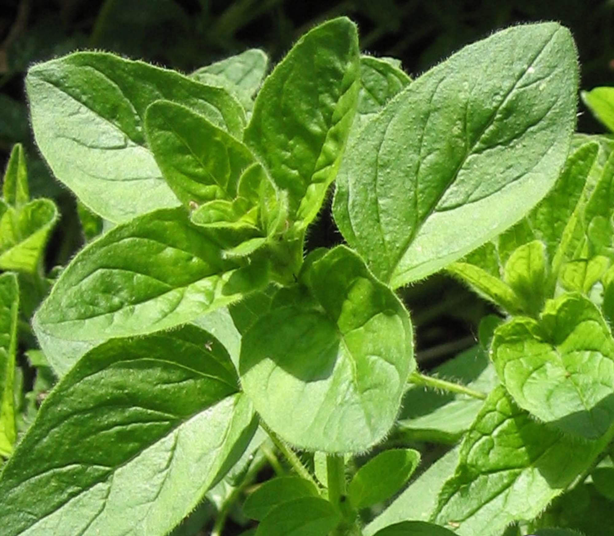 EMKOT Oregano (Origanum vulgare) organic Herb Plant-NT6Y-80Seeds (B0BVN1CGZR) Amazon Price History, Amazon Price Tracker