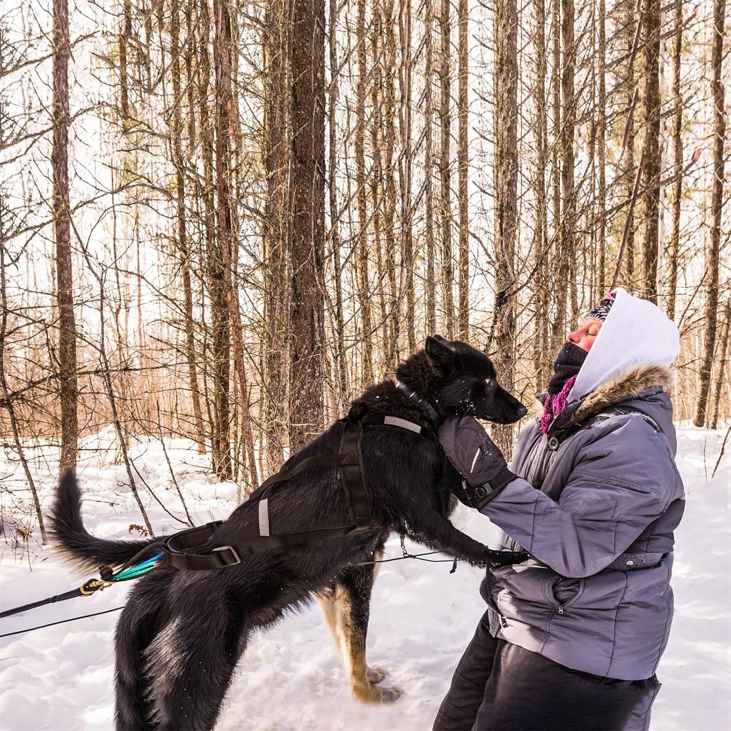 Harnais pour traîneau de chien X Back Mushing, cani-VTT, canicross, noir et rouge, taille M-XL (L)