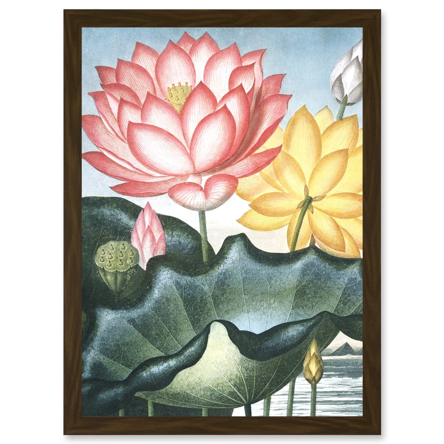 Wee Blue Coo Flowers Lotus Sacred Egyptian Bean Artwork Framed Wall Art Print A4
