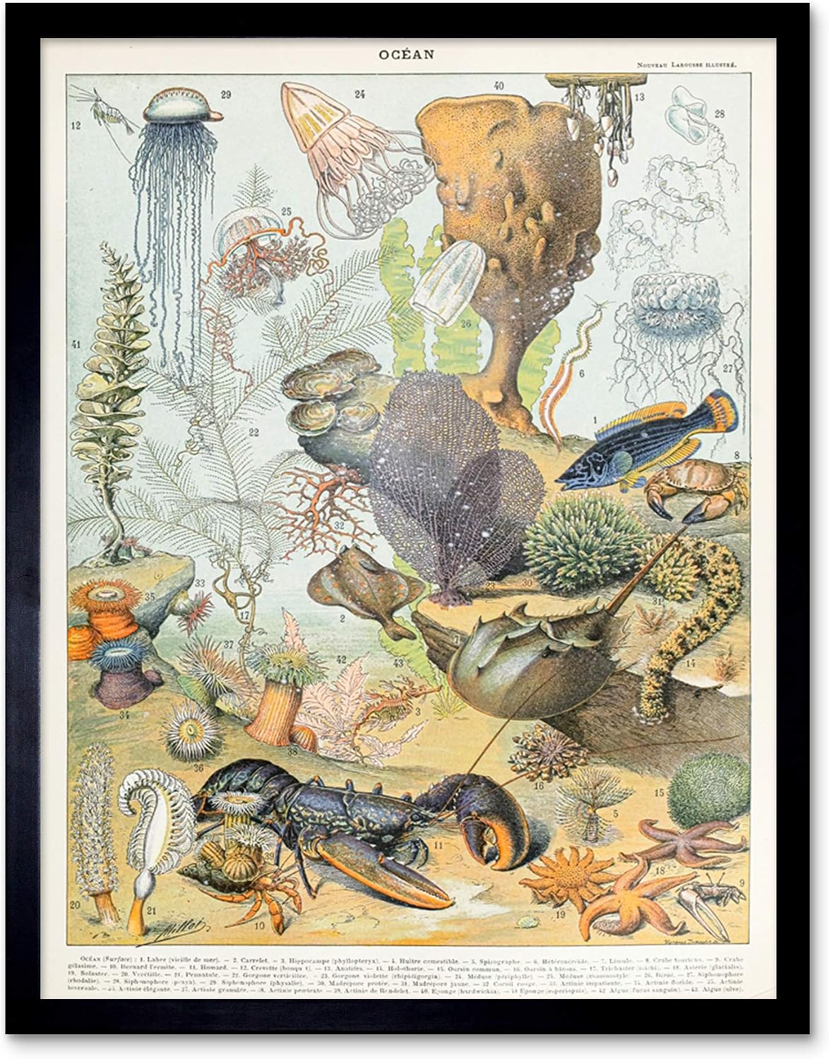 Artery8 Millot Encyclopedia Page Ocean Animals Art Print Framed Poster Wall Decor 12x16 inch